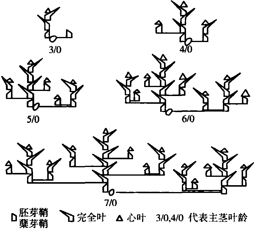 小麥的分蘗特性及其消長